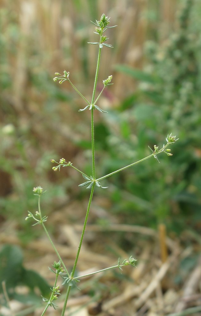 Galium parisiense